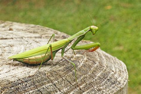 une mante religieuse dans la maison|Mante religieuse : signification et symbolisme